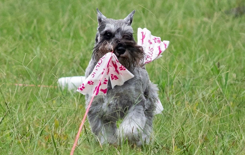 little dog in grass