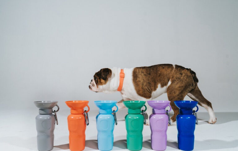 dog and travel bottles