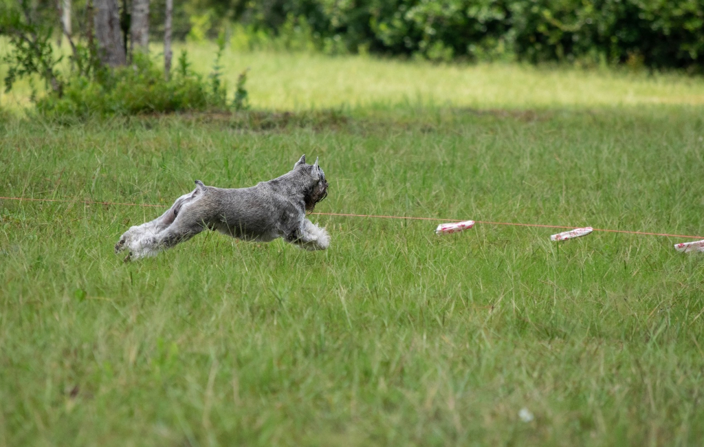 dog in grass