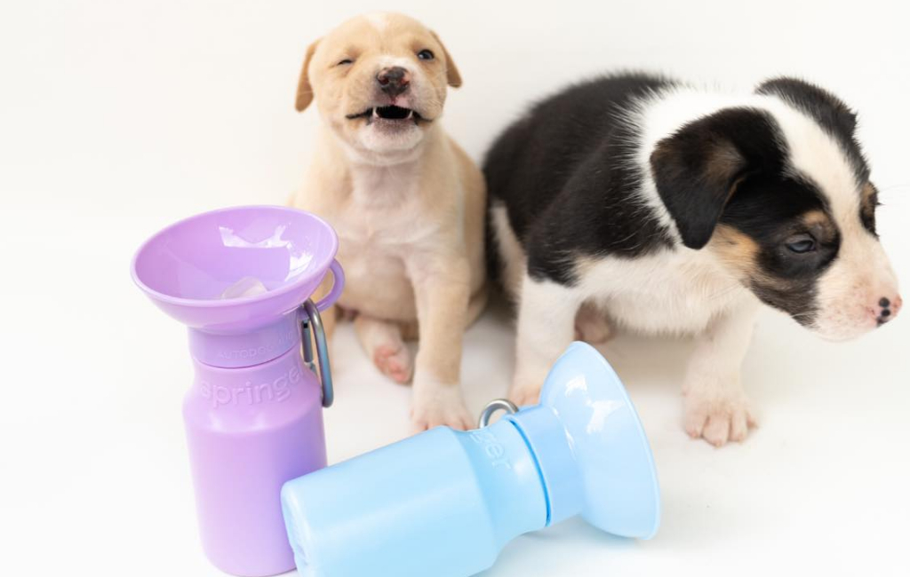 puppies and travel bottles