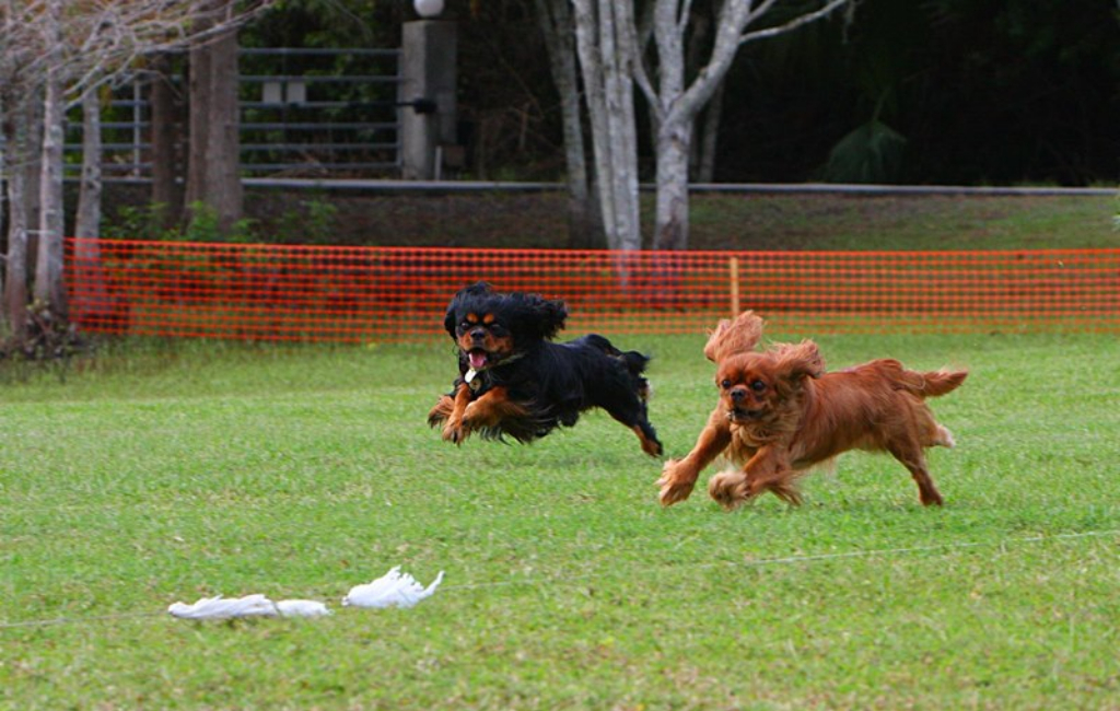 running dogs