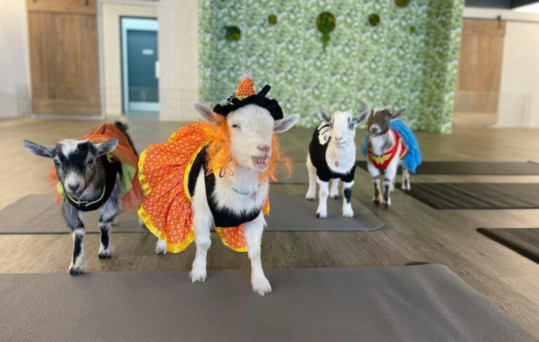 costumed goats