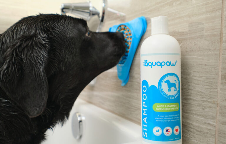 dog and dog shampoo