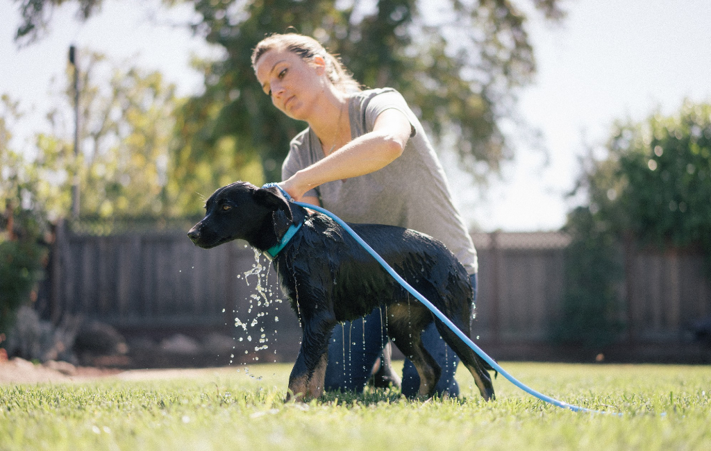 bathing dog in yard