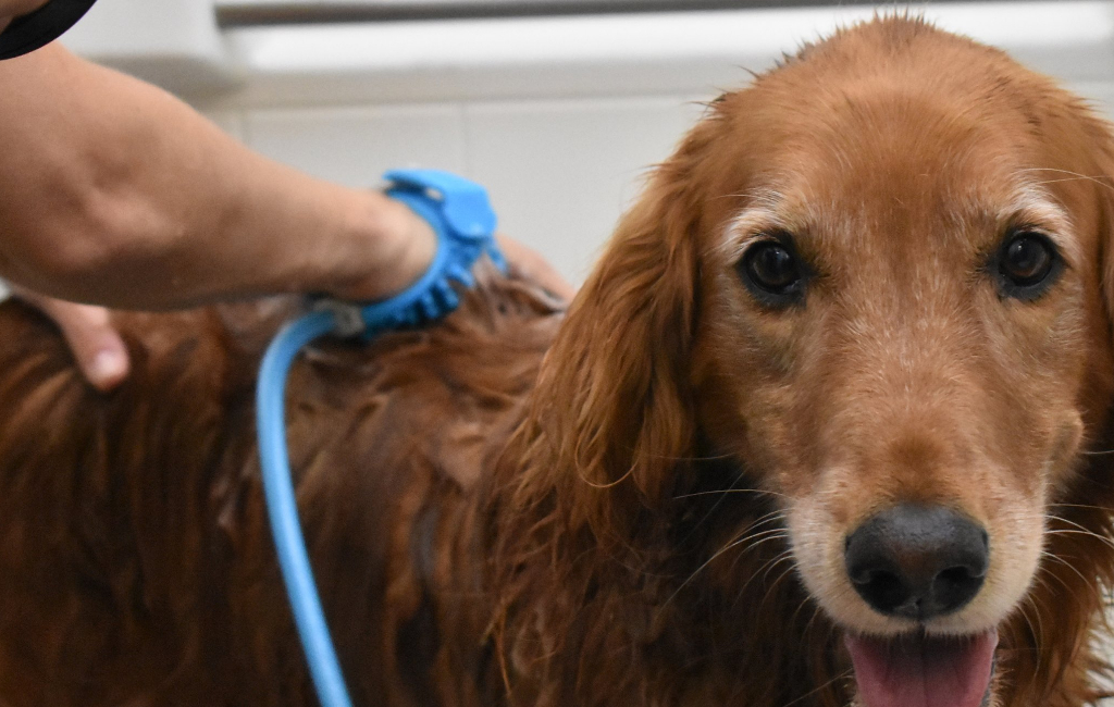 dog bathing