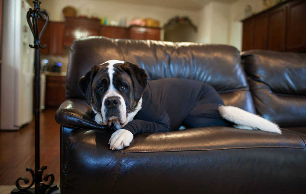 dog on couch