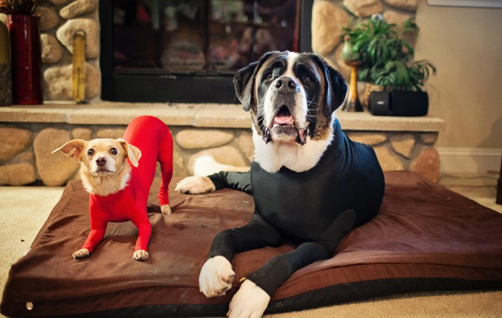 dogs on couch