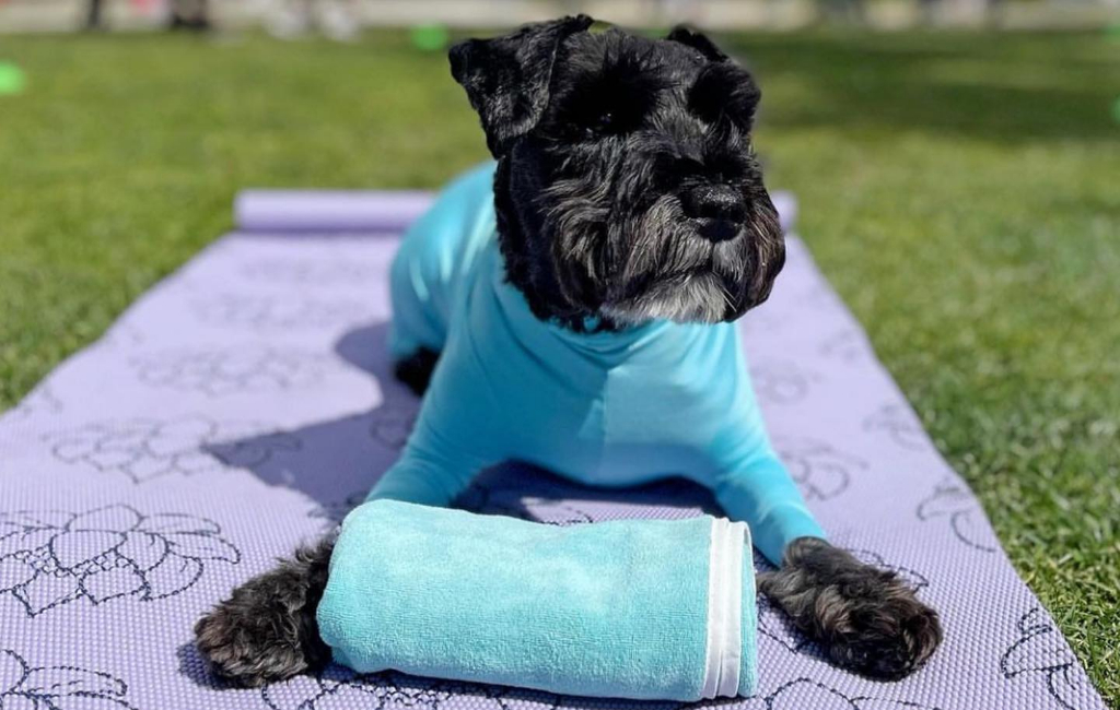 yoga for dogs