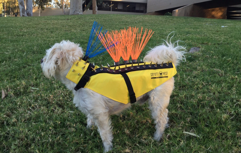 dog in armour suit