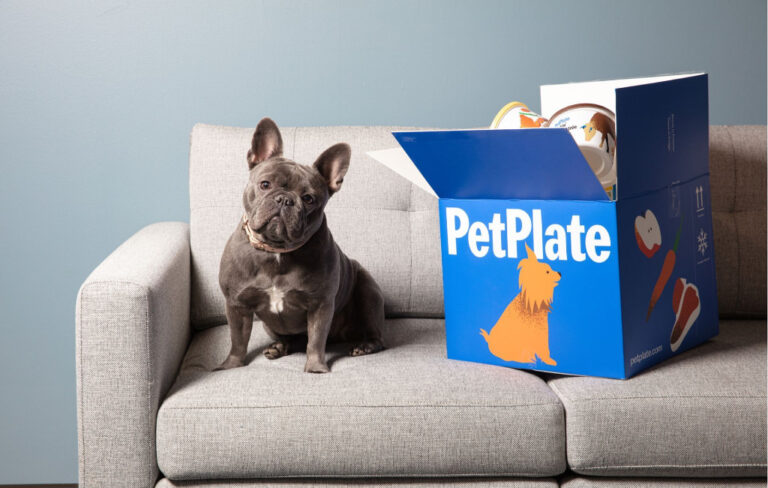 dog with pet plate package