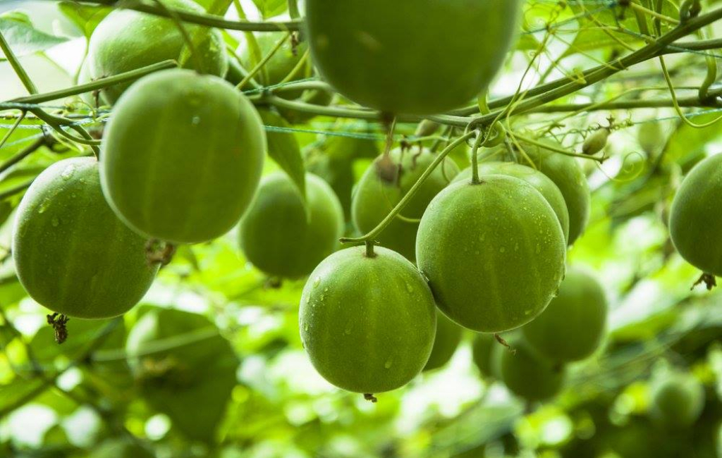 monk fruit tree