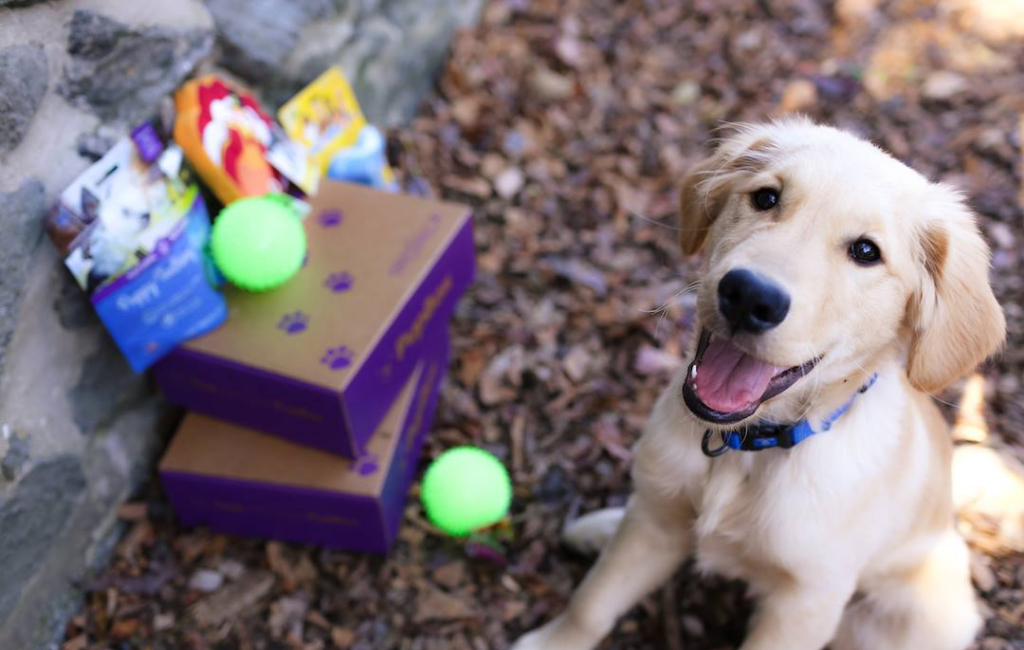 dog with present box