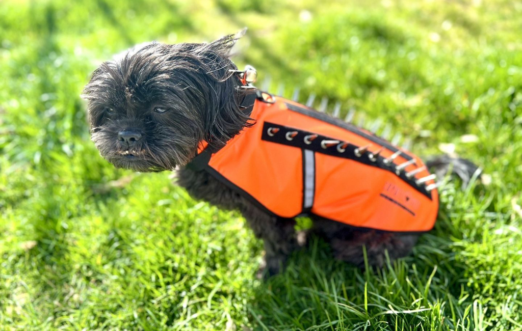 dog sitting on the grass