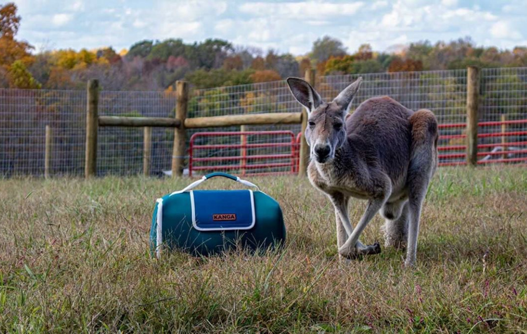 Kangaroo and cooler bag