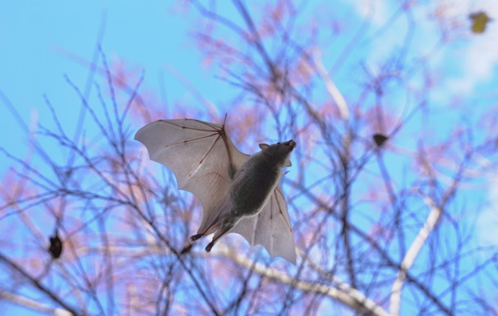 flying bat