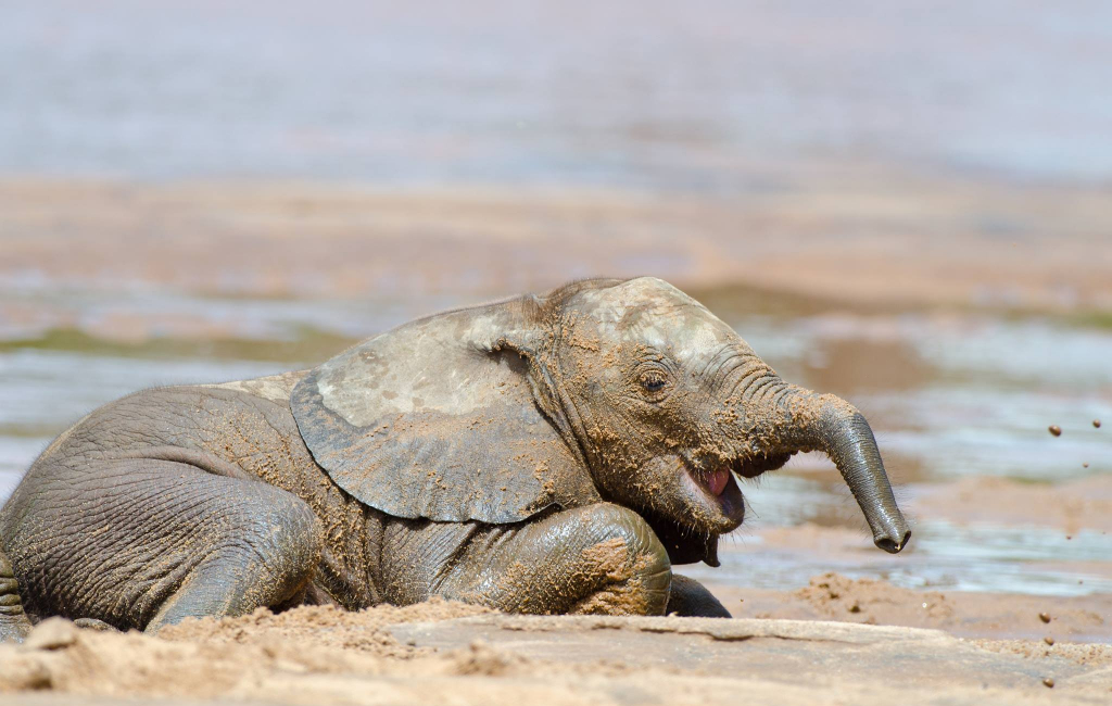 elephant in the mud