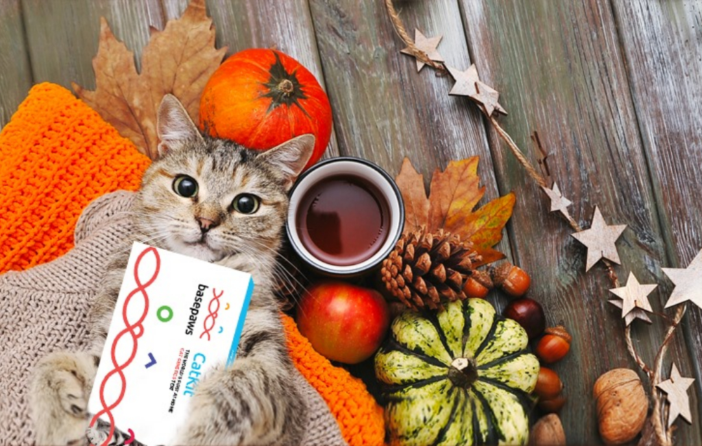 autumn scene with cat