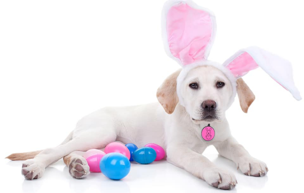 dog in Easter costume