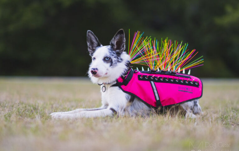 dog with ping armour