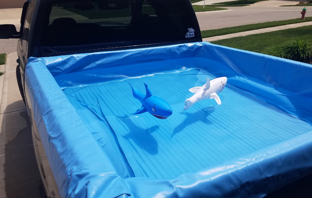 sharks in pick-up pool