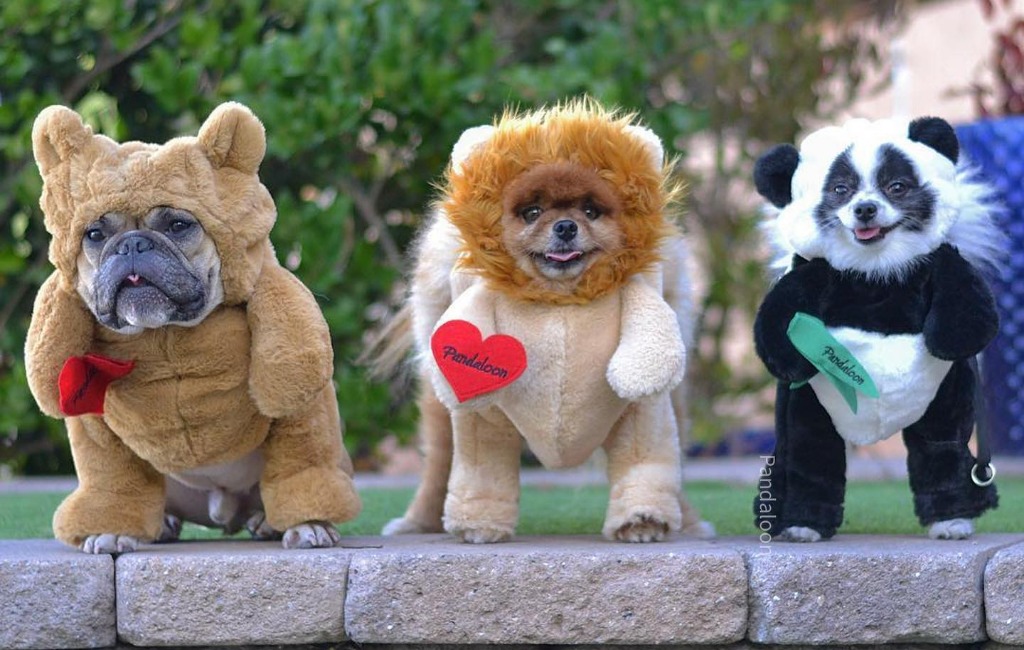 dogs-wearing-pandaloon-pet-costumes