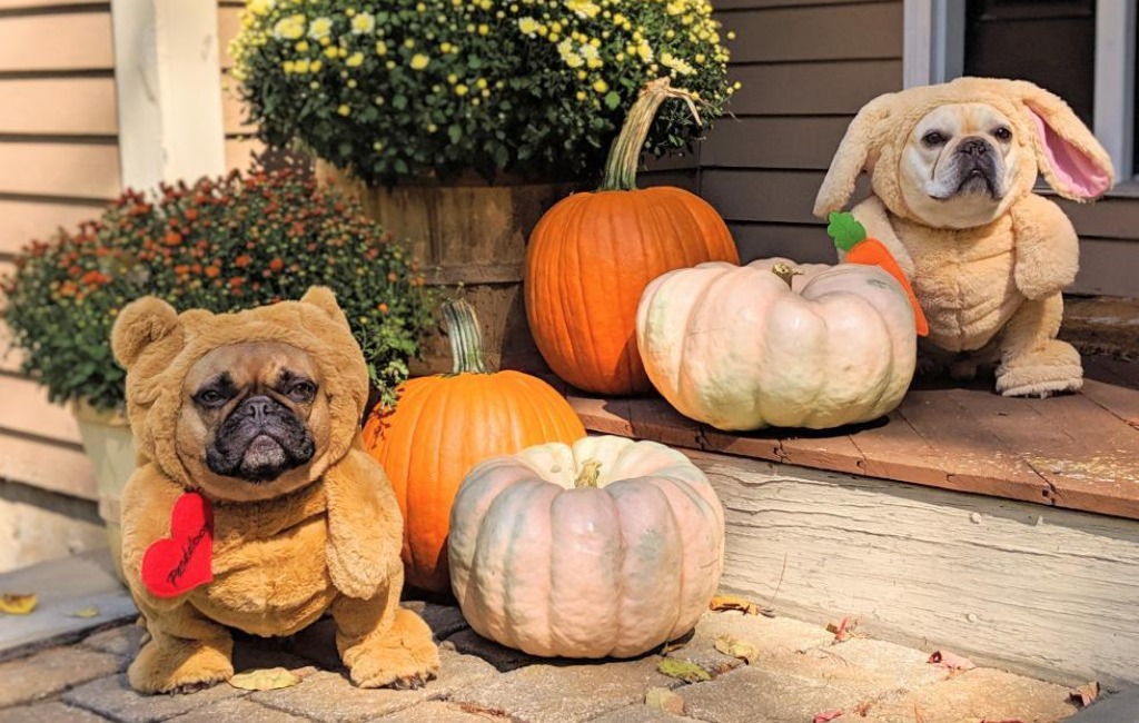 dogs-wearing-pandaloon-pet-costumes