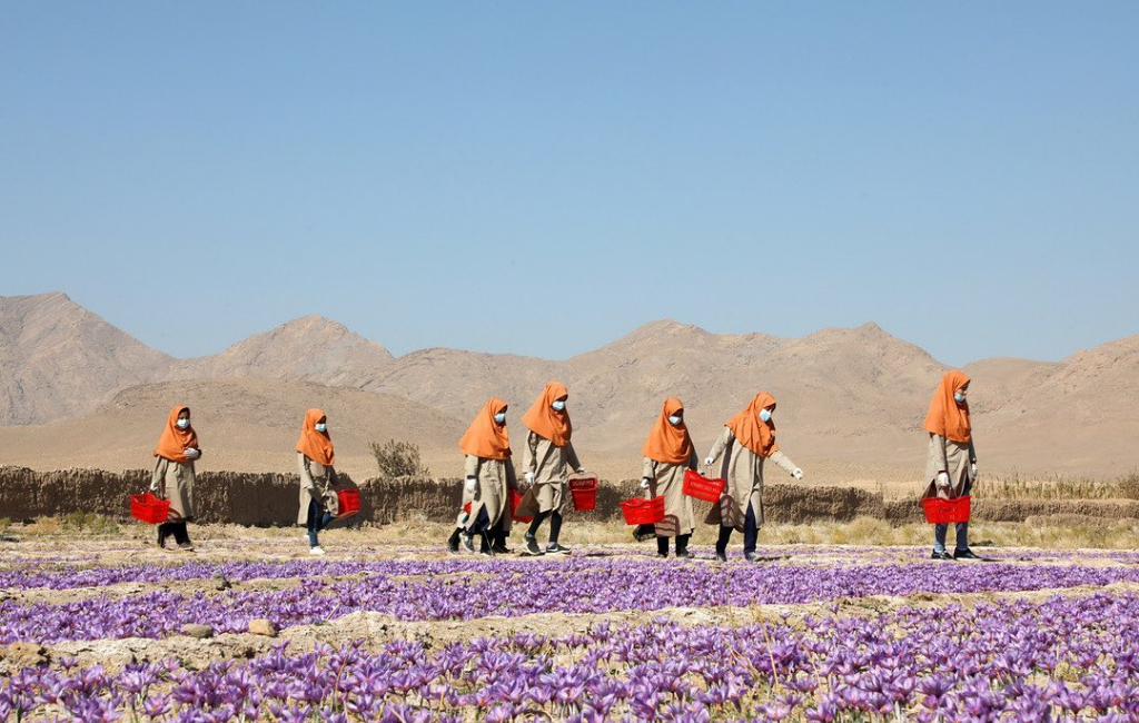 Afghanistan women harvesting saffron