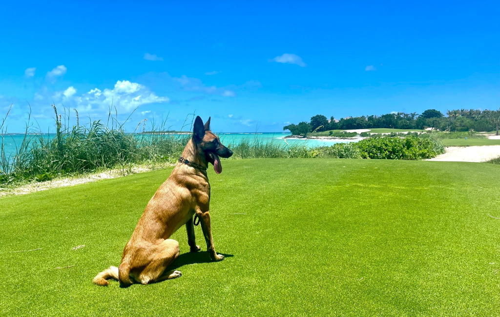 Dog-outside-beach