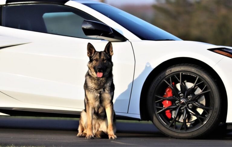 dog-guard-car