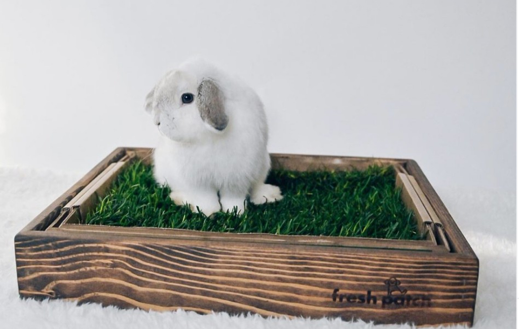 rabbit in fresh patch grass