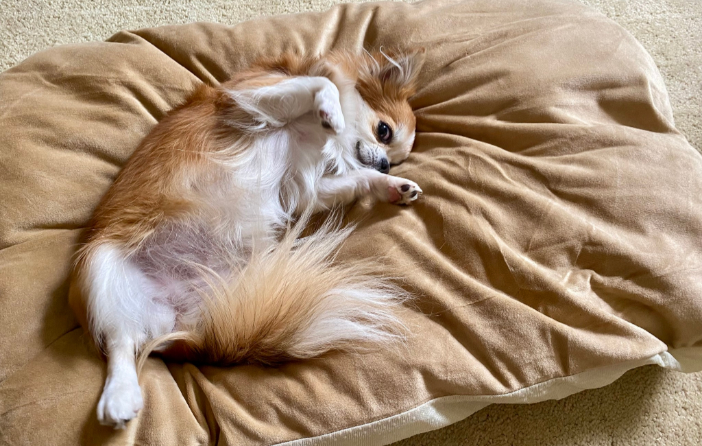 dog laying on pillow