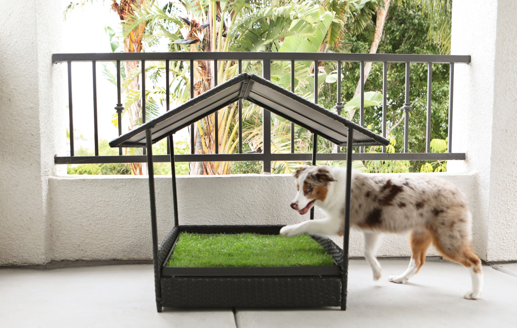 dog-with-indoor-grass-house