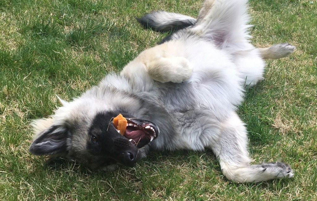 dog-laying-on-grass