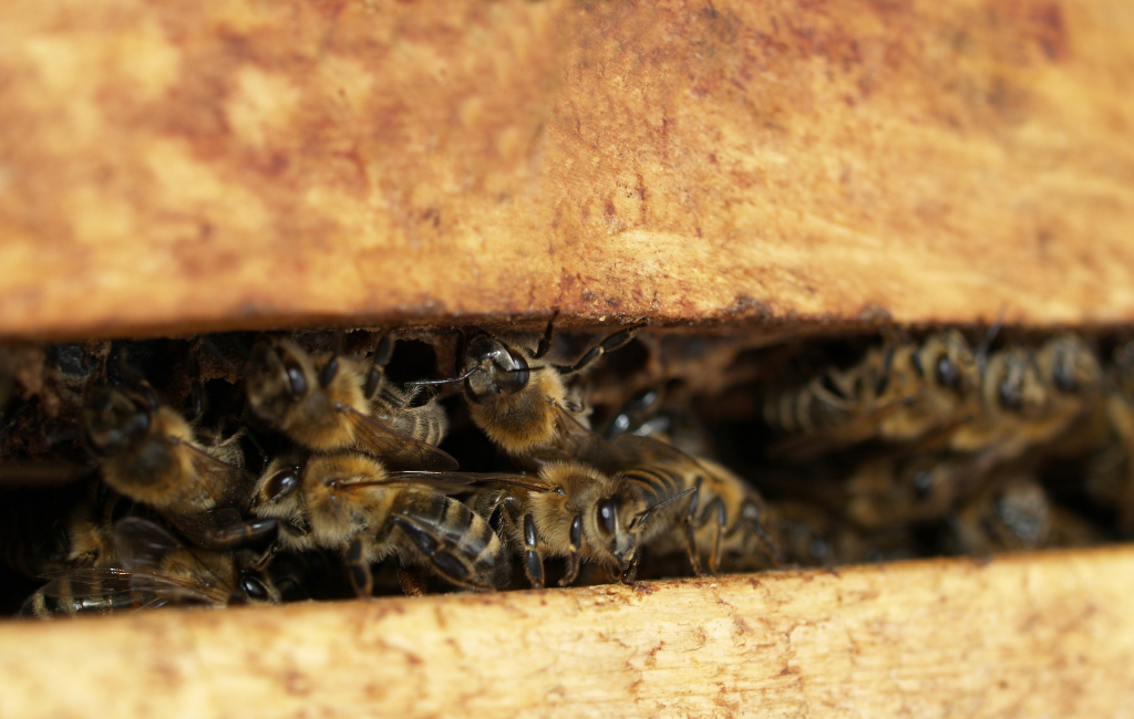 bees in bee hive