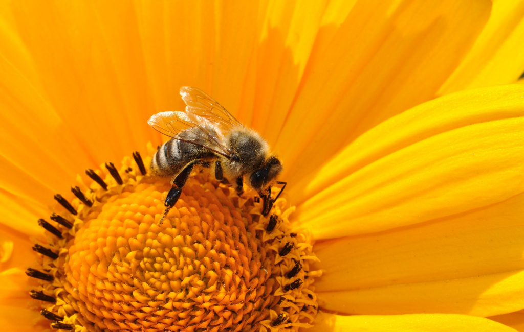 bee on the flower