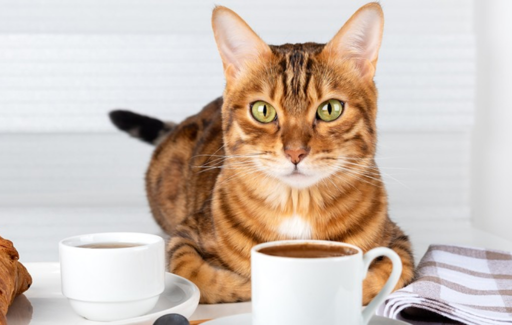 cat with a coffee