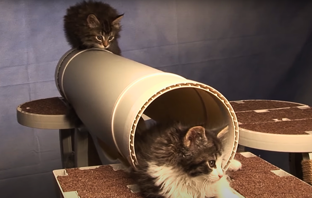 kitties-playing-at-innovation-pet