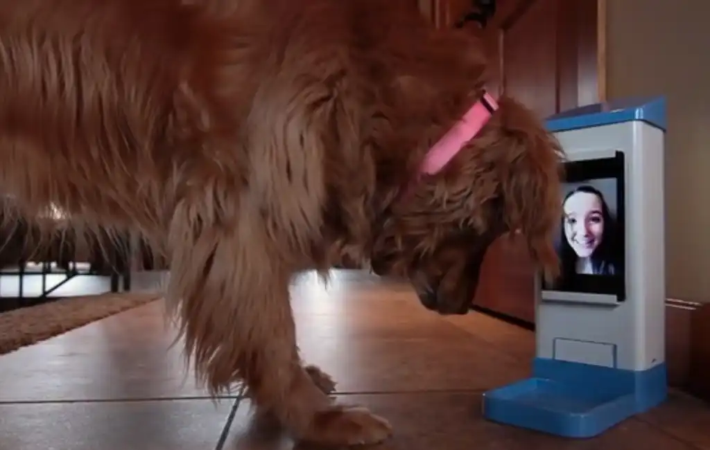 dog with video guide