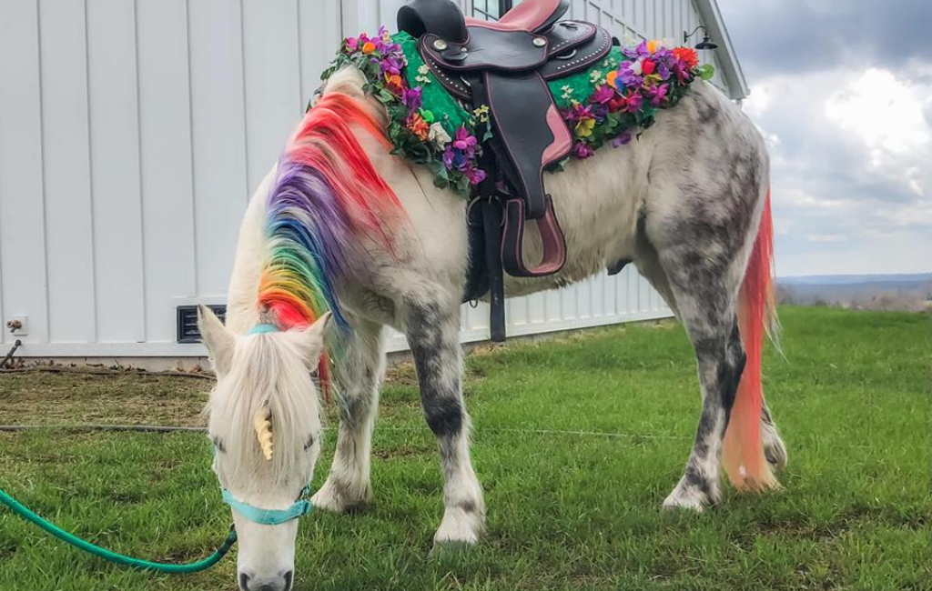 horse with painted hair