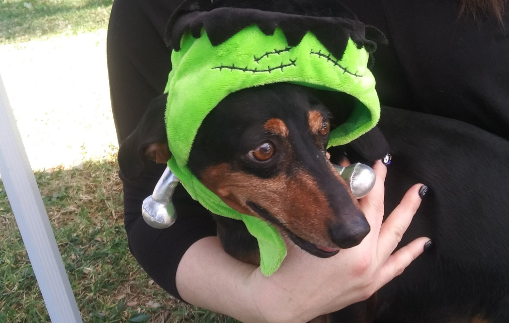 dog-in-a-costume