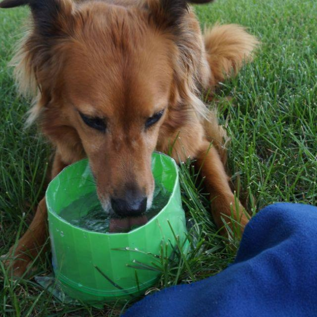 bag-bowl-with-dog