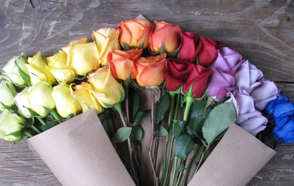 colorful-roses