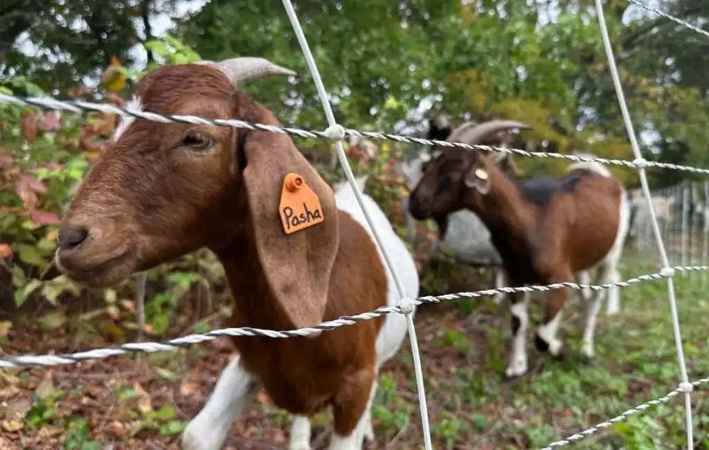 goats-back-to-tackle-vegetation