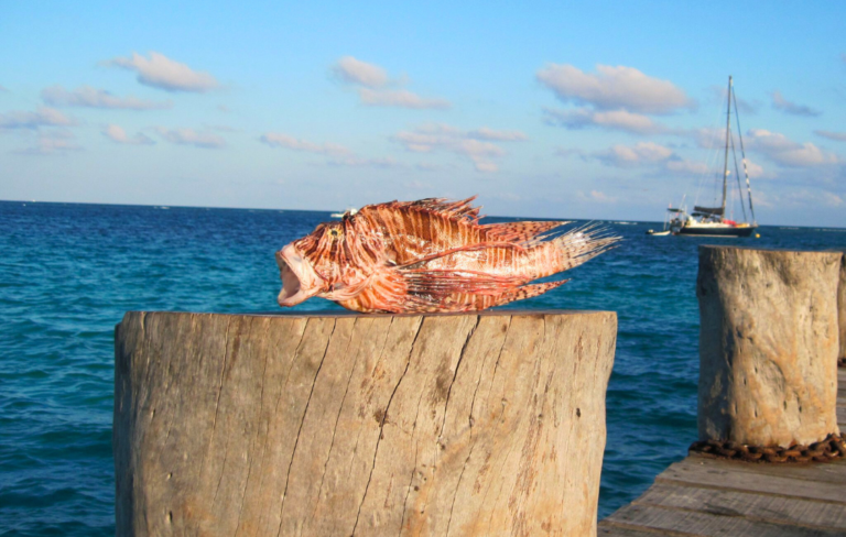 lionfish-traditional-fisheries-closeup