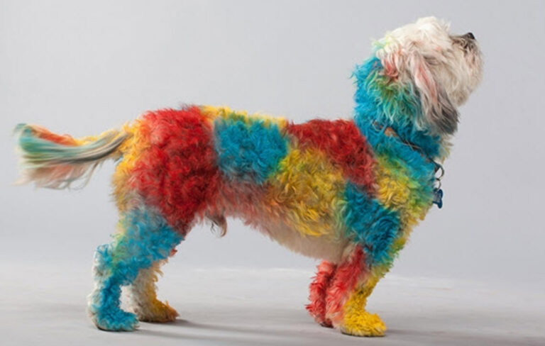 petpaint-dog-hair-spray