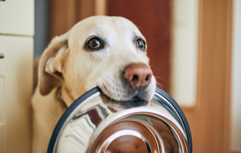 dog-with-food-bowl