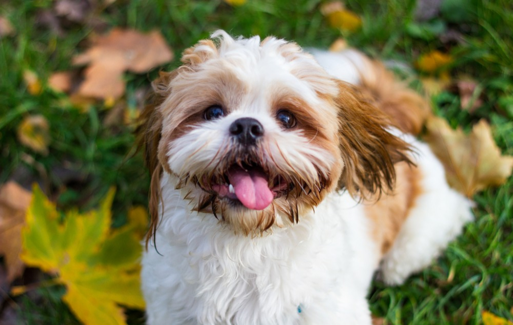 happy-puppy