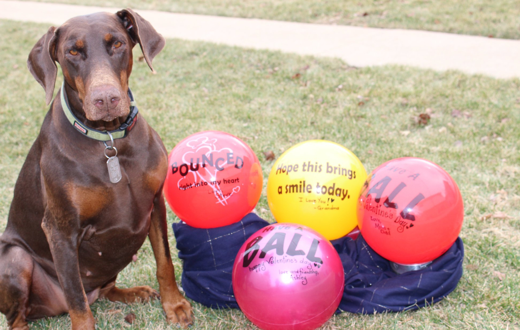 dog-with-send-a-ball